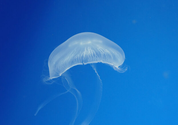 Jelly fish in the A-scare-ium event