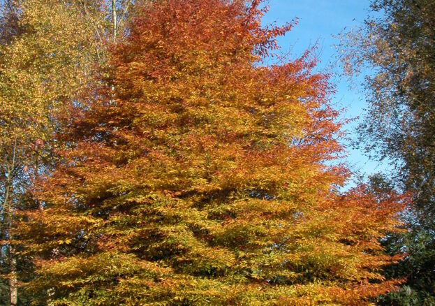 A large autumnal tree. Part of the Tree Dressing Festival.