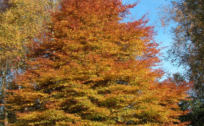 A large autumnal tree. Part of the Tree Dressing Festival.