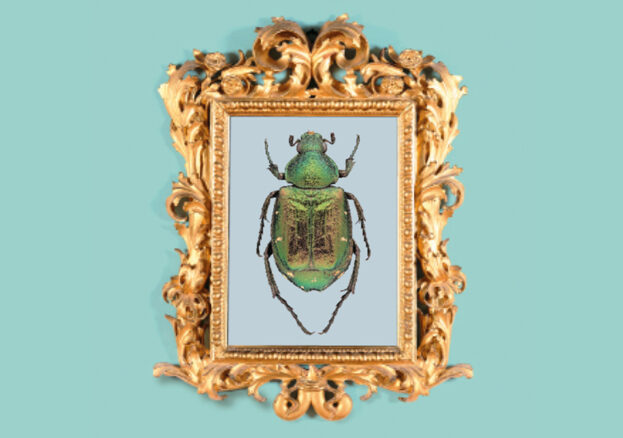 Magnificent Minibeasts - a green beetle is shown in a gold frame.