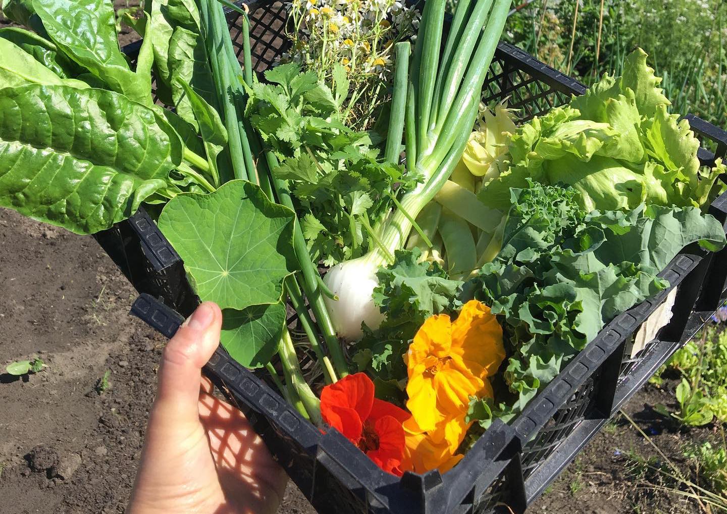 Platt Fields Market Garden at Platt Fields Park Food in Manchester