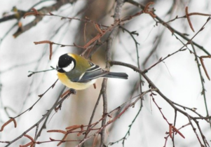 Winter Scavenger Hunt at Tatton Park
