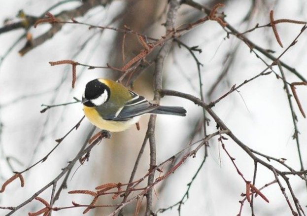 Winter Scavenger Hunt at Tatton Park