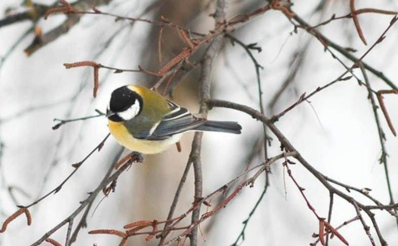 Winter Scavenger Hunt at Tatton Park