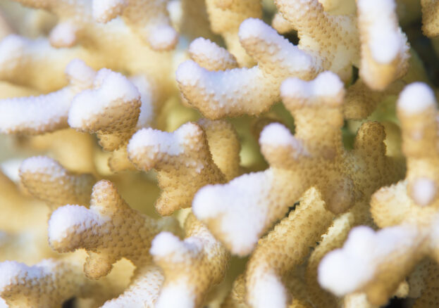 Science Photographer of the Year – Online as Part of Manchester Science Festival 2021