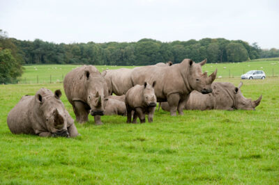 The rhinos at Knowsley Safari Park