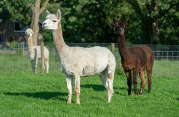 Alpaca Fold