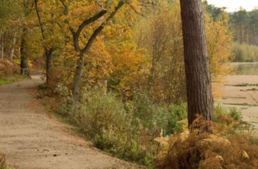 Delemere Forest