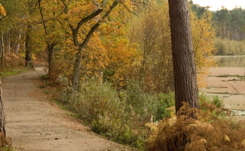 Delemere Forest