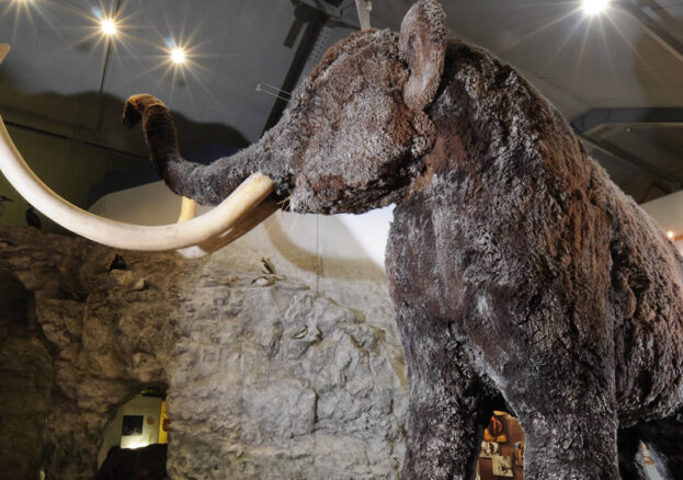 Wooly mammoth Hull and East Riding Museum