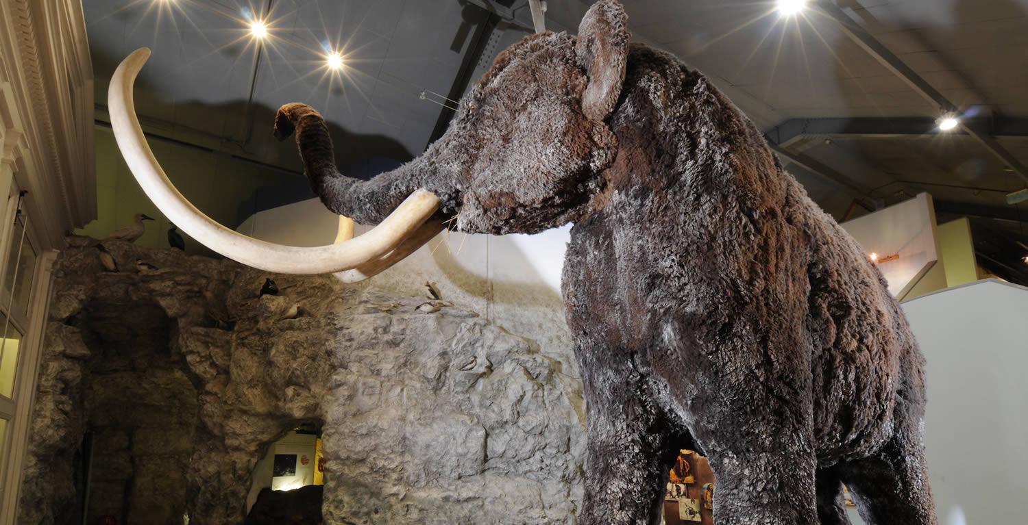 Hull and East Riding Museum Things to do in Hull Creative Tourist