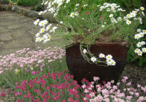 Slack Top Alpine Nursery and Garden