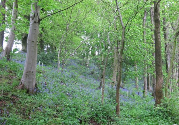 Aykley Wood