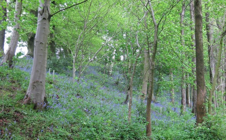 Aykley Wood