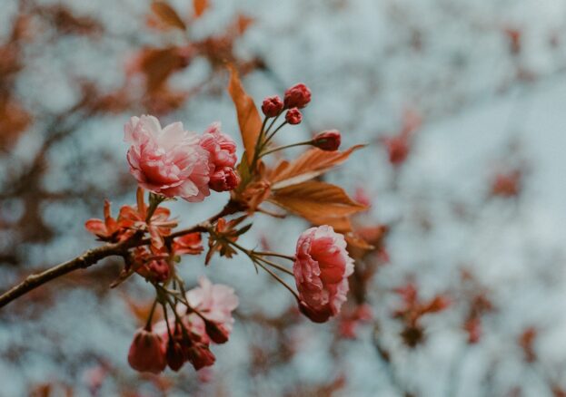 cherry blossom