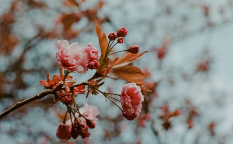 cherry blossom