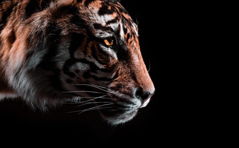 Tiger at St Ann's Square