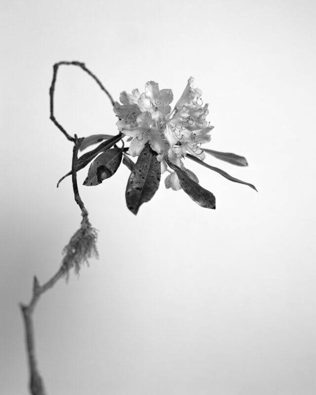 Dujuan Rhododendron by Yan Wang Preston, black and white photograph of a flower