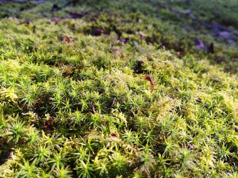 Image of moss, part of 'Gathering Downstream' by Jen Southern