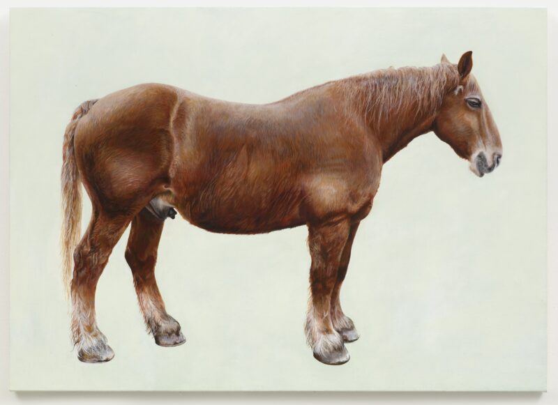 Mark Fairnington, Bernard, oil on canvas, 75 x 105cm