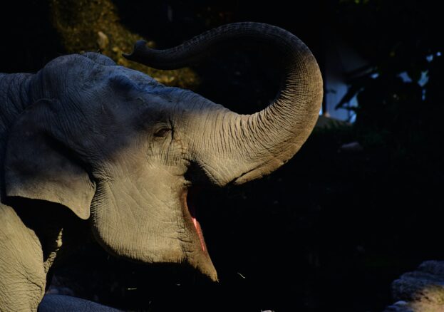 Wild Science at Chester Zoo