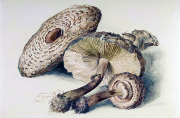Beatrix Potter: Passions in Paint at the Armitt Museum