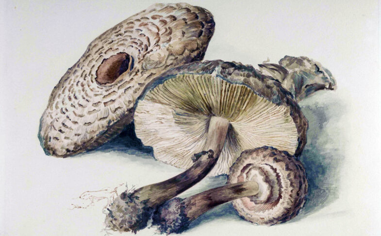 Beatrix Potter: Passions in Paint at the Armitt Museum