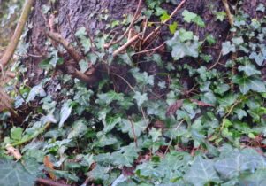 Tree stump covered in Ivy