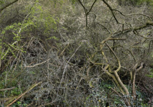 A natural scene focusing on a dense, tall hedgerow. Photographed in high definition at close range so that the twigs and branches form a pattern. There are plastic wrappers and bags in the foreground.