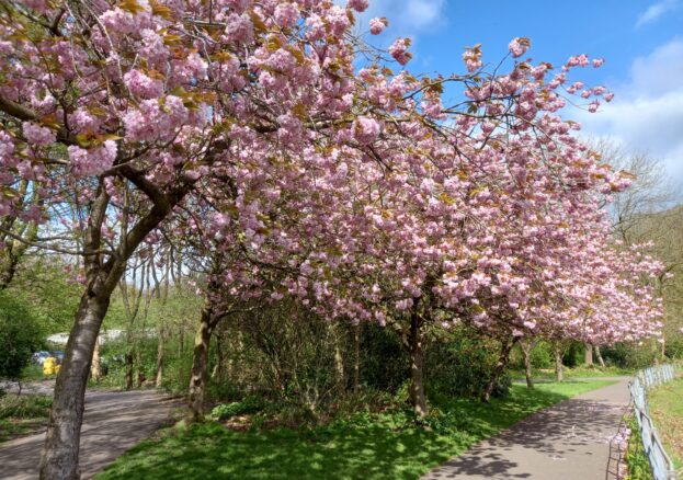Picture of a blossom tree