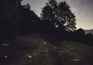 Dark landscape photo with a tree outlined against pale starry sky. There are green traces of fireflies in the foreground.