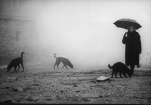 A woman holds an umbrella while three dogs roam around her.