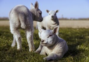 3 lambs relax in a field Where's Woolly at Temple Newsam