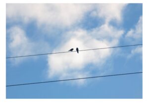 Two birds sit on a telegraph wire against a blue sky