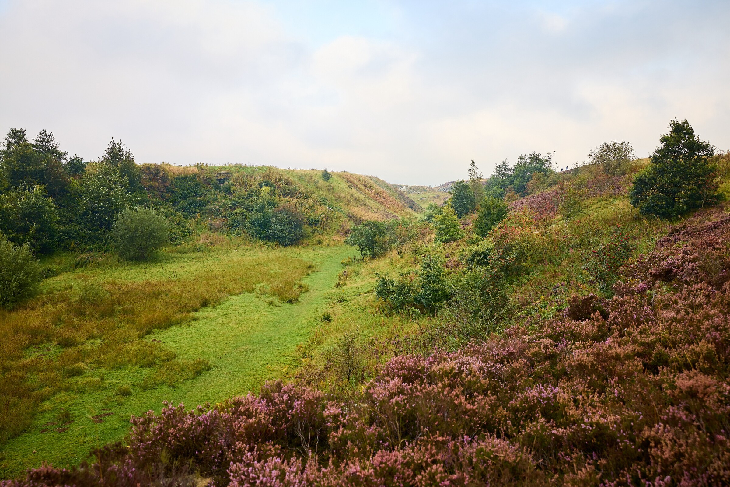 The landscape of a grassy hills covered in pink shrubs and a sky full of clouds.