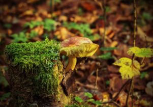 A mushroom growing on a stump of mossy wood