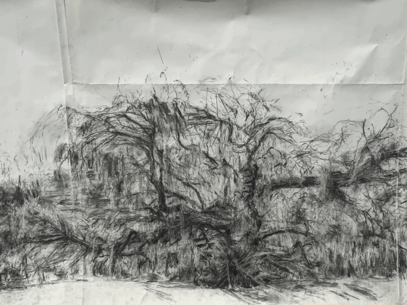 Athena Jones Fallen Willow Trees - Athena Jones
