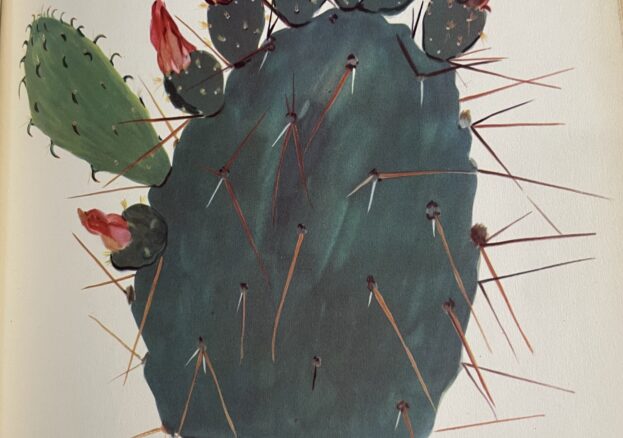 A watercolour painting of a dark green cactus, with red flowers sprouting at the top.