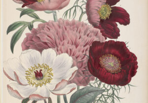 Hand coloured image of peonies. From The ladies' flower-garden of ornamental perennials by Mrs Jane Loudon