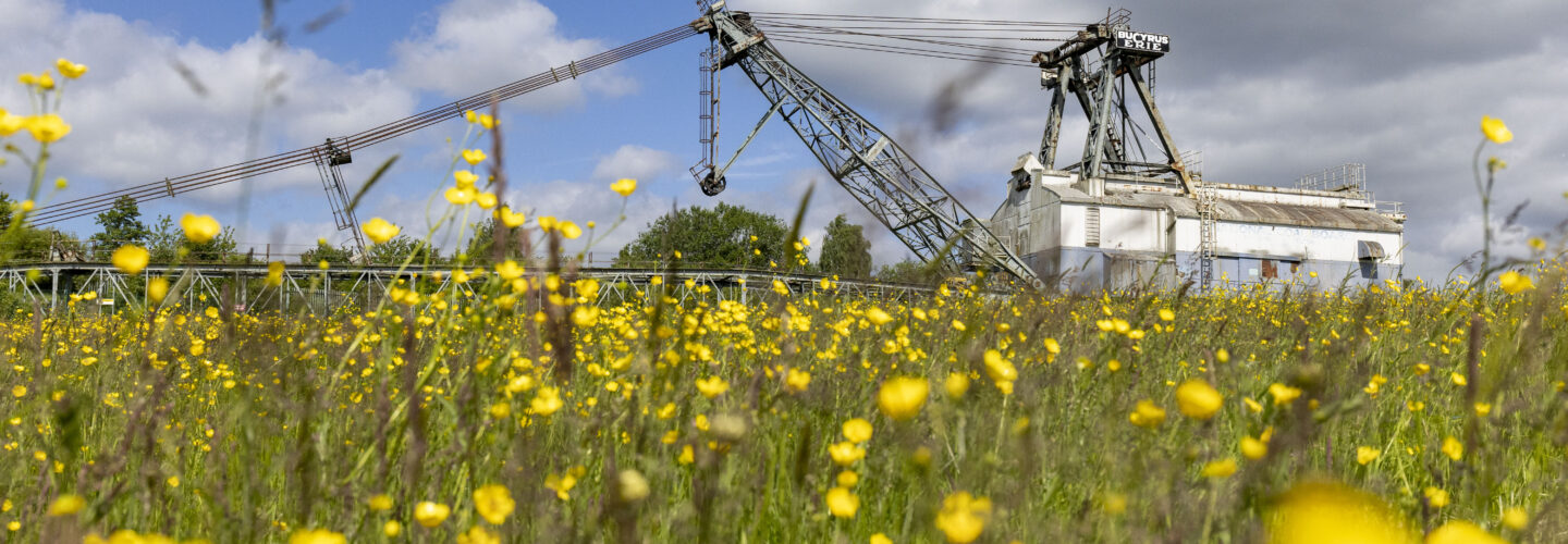 Buttercups with the St Aidan's Dragline- oddball- in the background