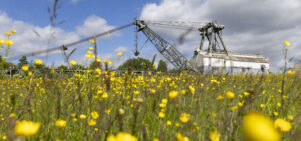 Buttercups with the St Aidan's Dragline- oddball- in the background