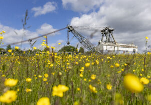 Buttercups with the St Aidan's Dragline- oddball- in the background