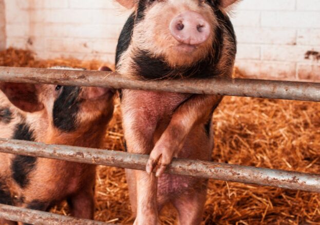 Come to Swithens Farm for a great family day out in Leeds. Our farm has plenty to offer whatever age you are!Swithens Farm is a working farm. For many years now Ian and his wife Angela have built a following that they welcome in all year around. We now have a farm shop, café, playbarn and petting farm. When we first opened we only had the usual farm animals – cows, pigs, sheep, chickens and it was free entry. We now have llamas, alpacas, meerkats, rabbits, guinea pigs, donkeys and a pony.On the working farm, we breed our own cows, pigs and sheep and we sell the meat through the farm shop and the café. If you buy a sausage sandwich from the café the sausage will be from the butcher who has made the sausage by hand using our own pork. We also produce our own free-range eggs.