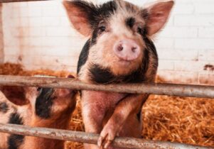 Come to Swithens Farm for a great family day out in Leeds. Our farm has plenty to offer whatever age you are!Swithens Farm is a working farm. For many years now Ian and his wife Angela have built a following that they welcome in all year around. We now have a farm shop, café, playbarn and petting farm. When we first opened we only had the usual farm animals – cows, pigs, sheep, chickens and it was free entry. We now have llamas, alpacas, meerkats, rabbits, guinea pigs, donkeys and a pony.On the working farm, we breed our own cows, pigs and sheep and we sell the meat through the farm shop and the café. If you buy a sausage sandwich from the café the sausage will be from the butcher who has made the sausage by hand using our own pork. We also produce our own free-range eggs.
