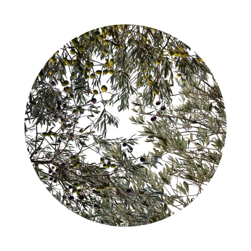 image of olive tree