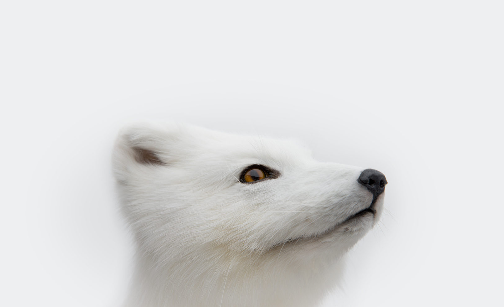 Head of a white fox
