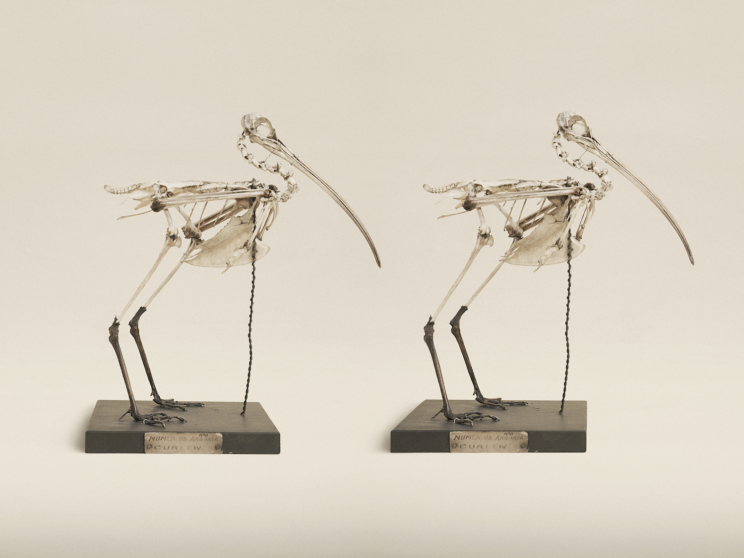 Photograph of curlew skeletons