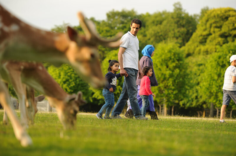 Deer Park at Dunham Massey